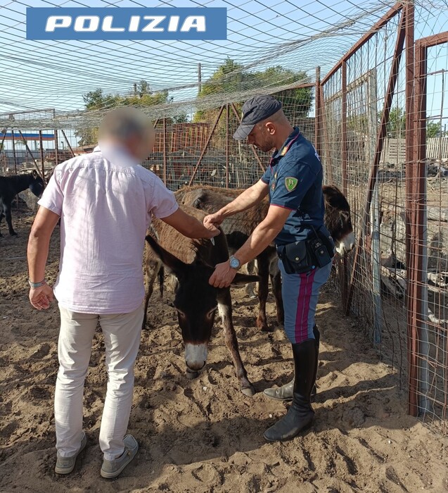 Allevamento abusivo di asini, fuggiti arrivati all'aeroporto