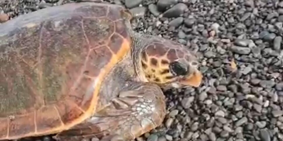 A Filicudi un progetto europeo per la salvaguardia della tartaruga Caretta caretta nel Mediterraneo