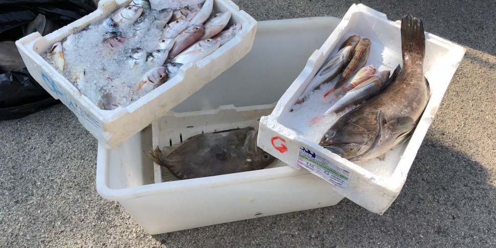 Sequestrate 7 tonnellate di pesce proveniente dal sud-est asiatico in un deposito a Palermo, era destinato alla vendita