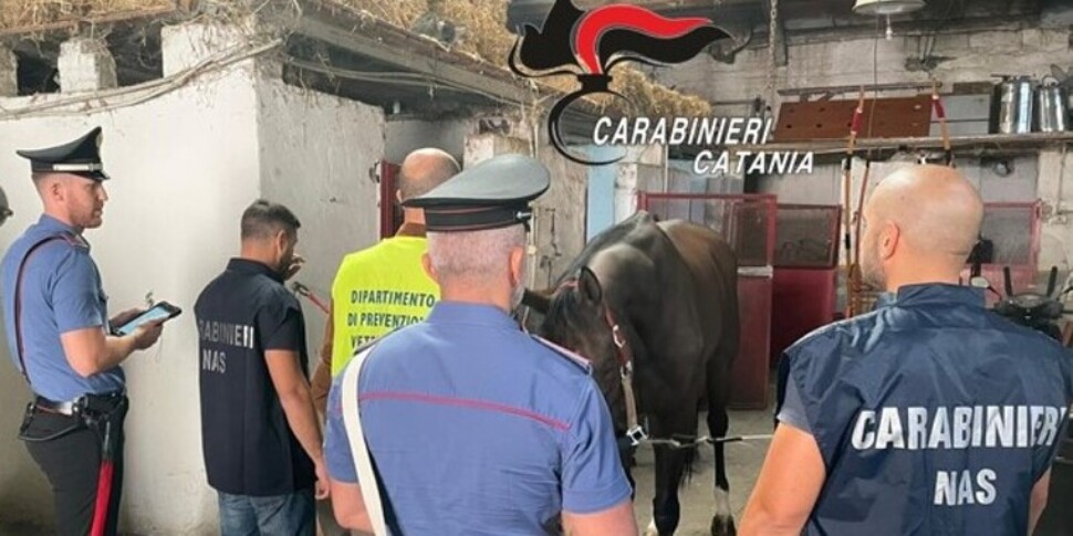 Stalla abusiva con tre cavalli a Catania, c'è il sospetto di corse clandestine: quattro denunce