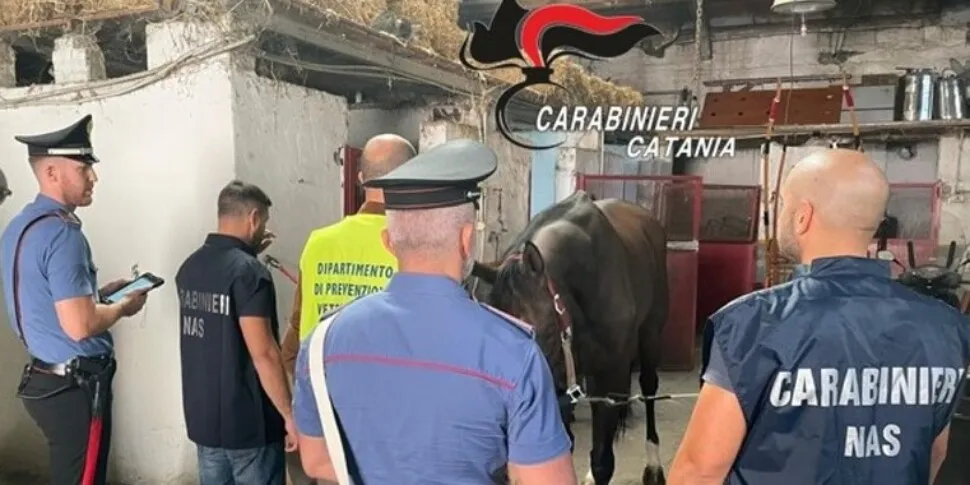 Stalla abusiva con tre cavalli a Catania, c'è il sospetto di corse clandestine: quattro denunce