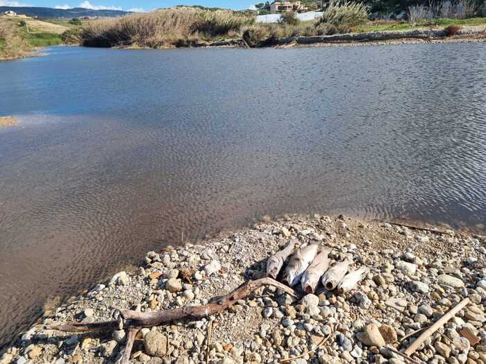 Acque molitura olive nel fiume Palma, moria di spigole