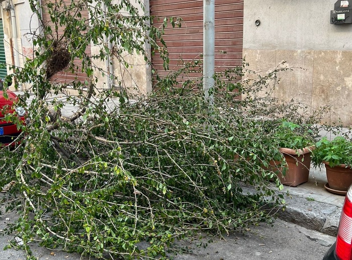 Albero caduto su marciapiede, residenti chiedono rimozione