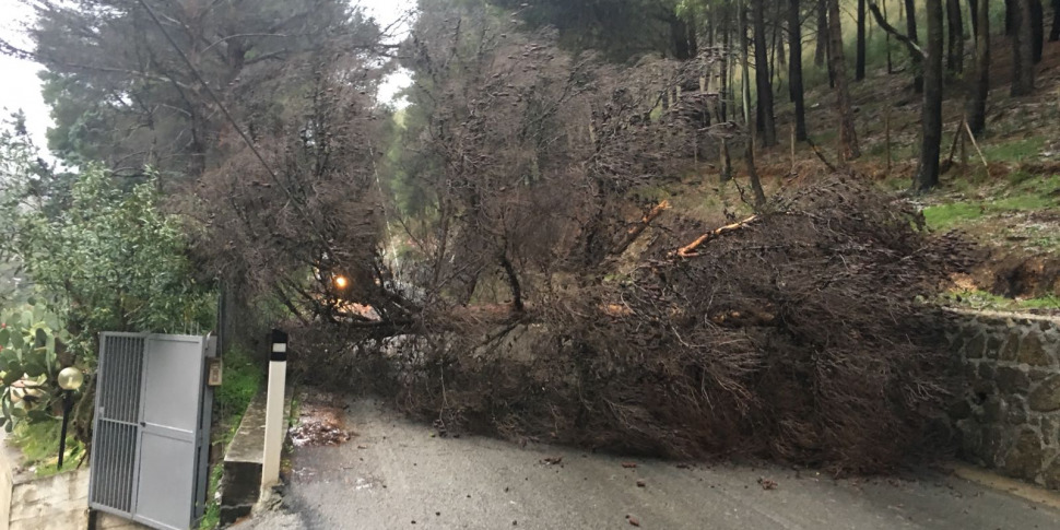 Albero caduto sulla strada per San Martino delle Scale: protestano i residenti