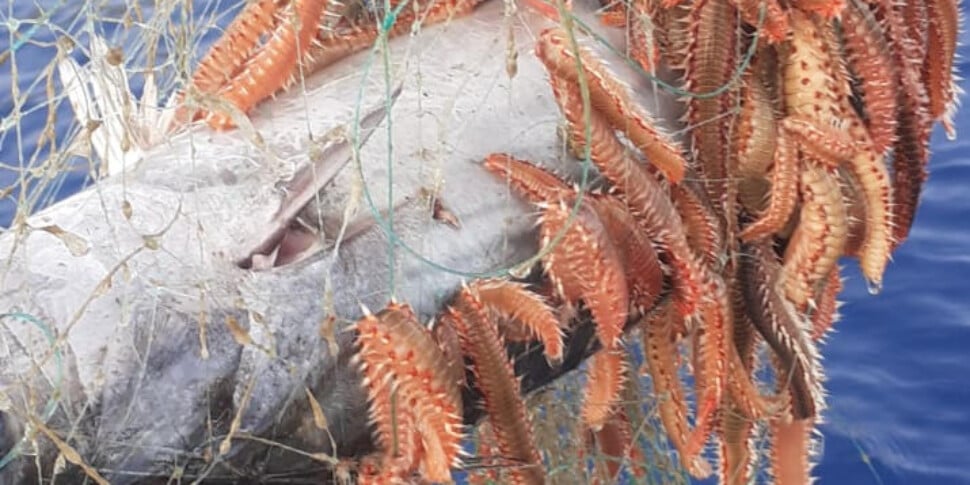 Eolie, è allarme vermocane: danni per il settore della pesca