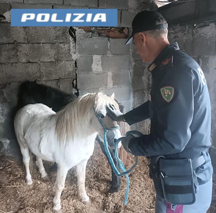 Stalla abusiva a Catania con due pony forse da macellare