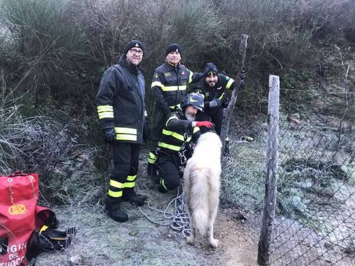 Pastore maremmano cade in vasca antincendio, pompieri lo salvano