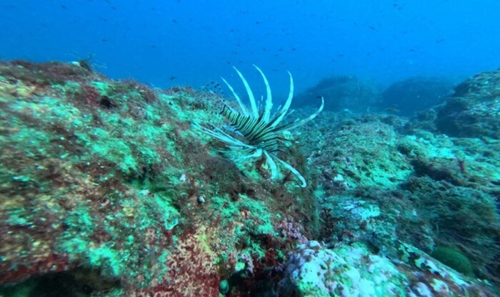 Esemplare di pesce Scorpione nel mare di Taormina