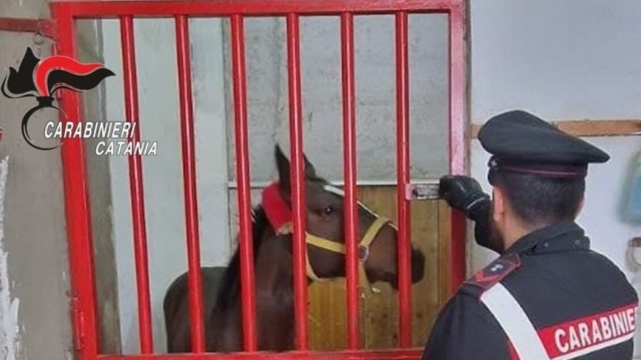 Sequestrata stalla abusiva nel Catanese, una denuncia